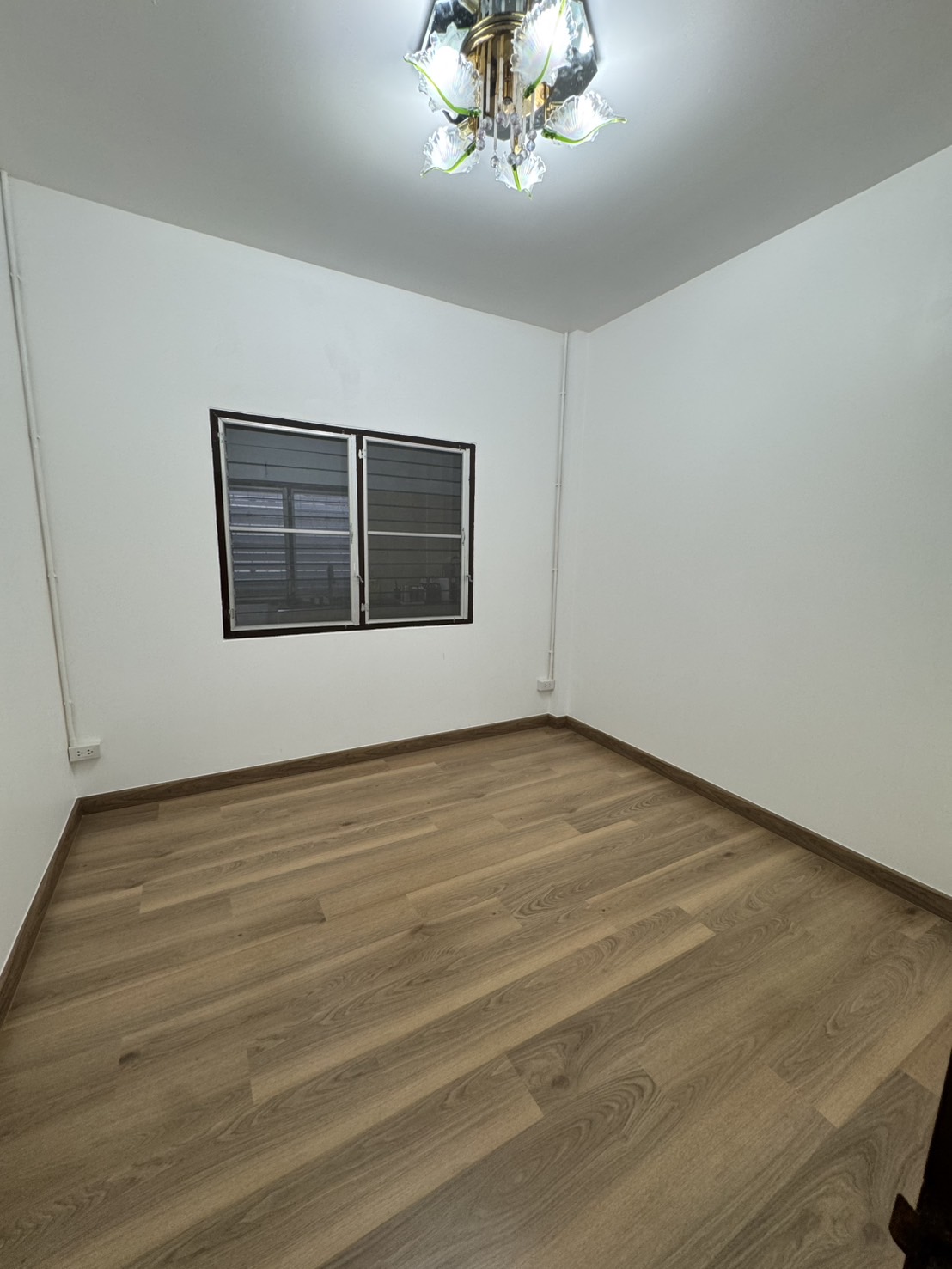 SPC-Rabbit จินเจอร์ที